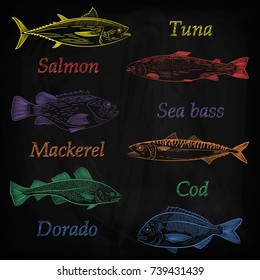 A set of painted popular sea fish and their names.. Tuna, salmon, cod, sea bass, mackerel, dorado. Sketch, color pattern, vector illustration