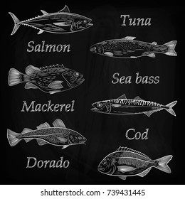 A set of painted popular sea fish and their names.. Tuna, salmon, cod, sea bass, mackerel, dorado. Sketch and hand drawing, vector illustration