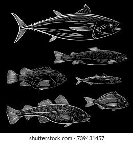 A set of painted popular sea fish. Tuna, salmon, cod, sea bass, mackerel, Dorado. Sketch and hand drawing, vector illustration