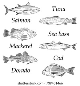 A set of painted popular sea fish. Salmon, tuna, cod, mackerel, dorado, sea bass. Sketch of drawing on white background, vector illustration