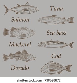 A set of painted popular sea fish and their names. Tuna, salmon, cod, sea bass, mackerel, dorado. Sketch and hand drawing on a grey background, vector illustration