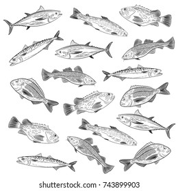 Set of painted popular sea fish. Salmon, tuna, cod, mackerel, dorado, sea bass. Sketch of drawing on white background, vector illustration