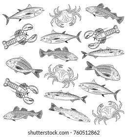 Set of painted popular sea fish and crab,lobster. Salmon, tuna, cod, mackerel, dorado,lobster, crab. Sketch of drawing on white background, vector illustration