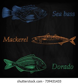 A set of painted sea fish. Mackerel, dorado, sea bass. Sketch of color pattern, vector illustration