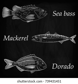 A set of painted sea fish. Mackerel, dorado, sea bass. Vector illustration