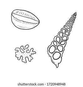  Set of painted shells. Kauri shells. Hand drawing illustration with engraving line. A collection of realistic sketches of various mollusk shells of various shapes.