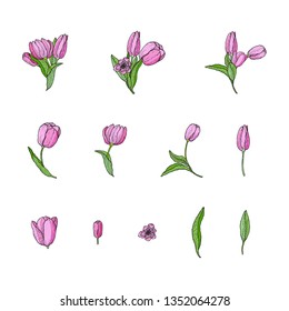 Set of painted vector tulips. Spring and summer motifs. The set consists of separate objects, bouquets. A collection of pictures suitable for creative works.