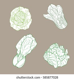 Set of pak choi, cauliflower and savoy cabbage on pastel brown background. Hand drawn vector illustration.