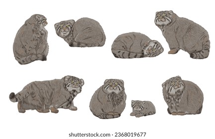 A set of Pallas cats in different poses. Pallas' cats and their kittens lie, sit and walk. Realistic cat animals of Asia. Vector animals