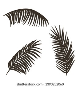 Set of palm branches in different angles