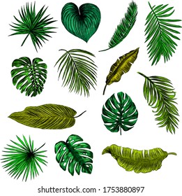 set of palm green leaves pattern vector illustration color