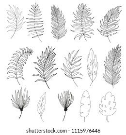 Set of palm,  jungle , tropical  leaves silhouettes isolated on white background. Vector floral, botanical and foliage illustration
