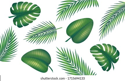 Set of palm leaf and exotic plants. Vector graphics of green jungle and tropics. Symbolizes travel in good weather in the summer.
