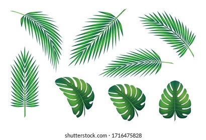 Set of palm leaf and exotic plants. Vector graphics of green jungle and tropics. Symbolizes travel in good weather in the summer.