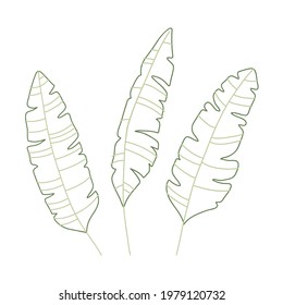 Set of palm leaf in line art style. Set of elegant hand drawn tropical  leaves of palm. Botanical design