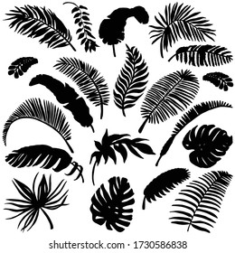 Set of Palm Leaf Silhouettes. Exotic Leaves Background. Hand Drawn Black and White illustration. Vector illustration.