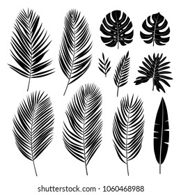 Set of palm leaves. Black silhouette of tropical plants. Vector collection.