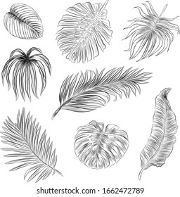 set of palm leaves black and white sketch vector illustration of coloring book print seamless pattern