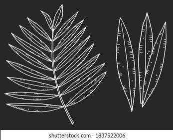 Set of palm leaves and a branch in the style of chalk drawing. Doodle drawing. White outline is isolated on a black background.