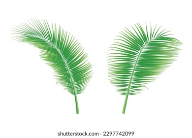 Set of palm leaves or coconut leaves. Natural pattern, and Copy space. For advertisements, business cards, brochures and white backgrounds.