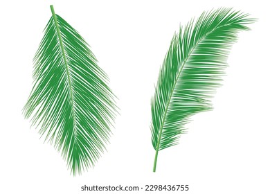 Set of palm leaves or coconut leaves. Natural pattern, and Copy space. For advertisements, business cards, brochures and white backgrounds.