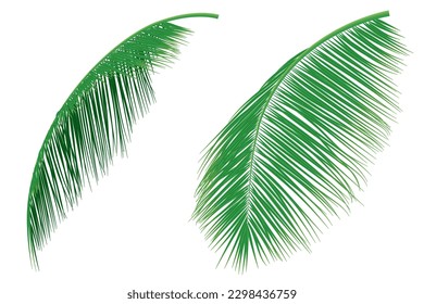 Set of palm leaves or coconut leaves. Natural pattern, and Copy space. For advertisements, business cards, brochures and white backgrounds.