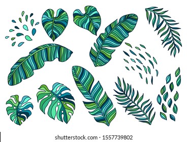 Set of palm leaves. Decorative image of tropical foliage and plants.