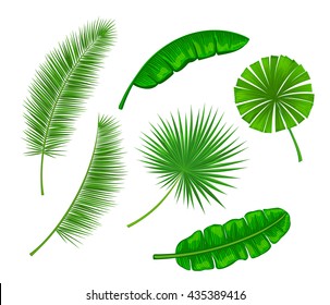 Set of Palm Leaves. Fan, Banana, Coconut Palm Leaves. Leaves are included as brushes in Brush Library