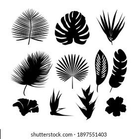 Set of palm leaves and flowers silhouette. Isolated on white design vector element set. 