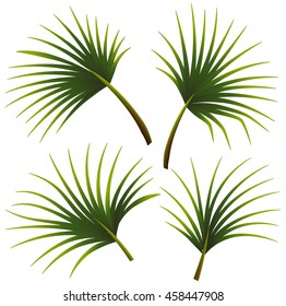 Set of palm leaves illustration