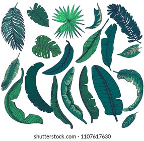 set of palm leaves isolated on white background, hand drawing, exotic