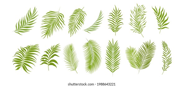 Set of Palm Leaves Isolated on White Background. Tropical Plant Foliage Graphic Elements, Green Branches of Coconut Palm Tree for Advertising or Summer Promo Design. Cartoon Vector Illustration