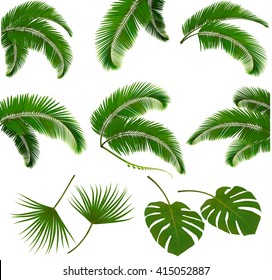 Set of palm leaves isolated on white background. Vector illustration.