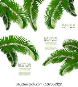 Set of palm leaves on white background. Vector illustration.
