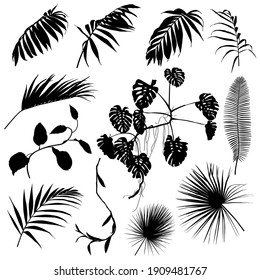 Set of palm leaves silhouettes. Black summertime poster. Collection of scrapbooking elements for beach party with exotic plants.