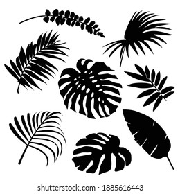 Set of palm leaves silhouettes isolated on white background. Tropical exotic leaf. Vector