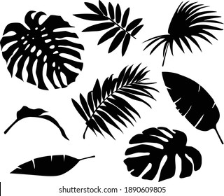 Siluetas de hojas de palma aisladas en un fondo blanco. Hoja tropical exótica. Vector