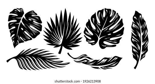 Palm Frond Hd Stock Images Shutterstock