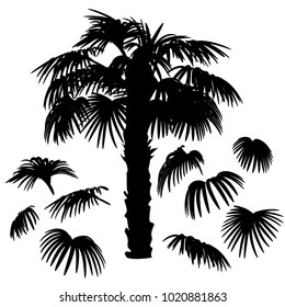 Set of palm leaves silhouettes and Washingtonia palm tree isolated on white background. Vector EPS10. For constructing different palm trees and tropical design.