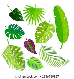 Set of palm leaves. Tropical plants and palm tree leaf isolated on white background.