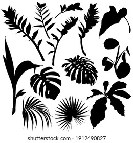 Set of palm leaves and tropical plants silhouettes. Black summertime poster. Collection of scrapbooking elements for beach party with exotic plants.