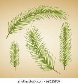 Set of palm leaves. Vector.