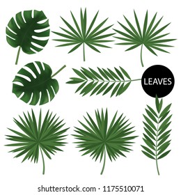 Set of palm leaves vector illustration