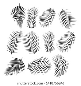 Set of palm leaves. Vector illustration. - illustration