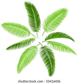 Set of palm leaves. Vector. Make your own palm.