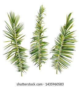 Set of palm tree branches on white background. Vector illustration.