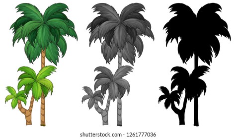 Set of palm tree  illustration