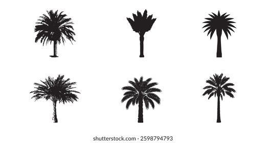 Set of Palm Tree Silhouettes in Black on White Background - date tree