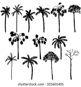 set of palm tree silhouettes, exotic trees, hand drawn vector design elements