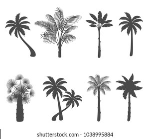 Set of palm tree silhouettes on white background. Vector illustration